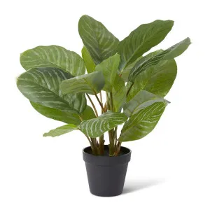 Aglaonema Plant Potted - 42 x 34 x 46cm by Elme Living, a Plants for sale on Style Sourcebook