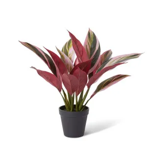 Calathea Plant Potted - 36 x 34 x 40cm by Elme Living, a Plants for sale on Style Sourcebook