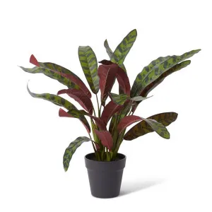 Calathea Zebra Plant Potted - 54 x 48 x 56cm by Elme Living, a Plants for sale on Style Sourcebook