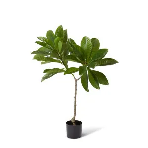 Loquat Tree - 80 x 65 x 120cm by Elme Living, a Plants for sale on Style Sourcebook