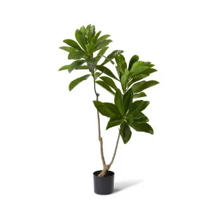 Loquat Tree - 88 x 80 x 150cm by Elme Living, a Plants for sale on Style Sourcebook