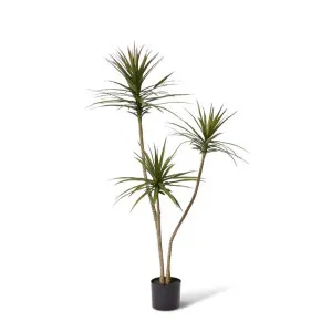 Yucca Tree - 76 x 70 x 150cm by Elme Living, a Plants for sale on Style Sourcebook