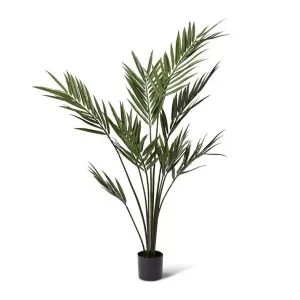 Palm Kentia (Outdoor) - 90 x 90 x 213cm by Elme Living, a Plants for sale on Style Sourcebook