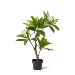 Frangipani Tree - 60 x 50 x 90cm by Elme Living, a Plants for sale on Style Sourcebook