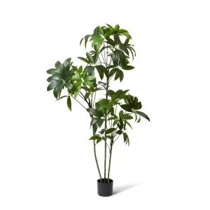 Schefflera Tree - 90 x 80 x 180cm by Elme Living, a Plants for sale on Style Sourcebook