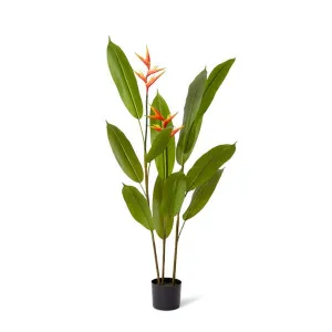 Heliconia Flowering Plant - 70 x 70 x 140cm by Elme Living, a Plants for sale on Style Sourcebook