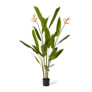 Heliconia Flowering Plant - 80 x 80 x 180cm by Elme Living, a Plants for sale on Style Sourcebook