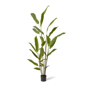 Heliconia Plant - 80 x 80 x 210cm by Elme Living, a Plants for sale on Style Sourcebook