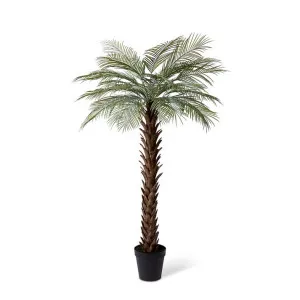 Palm Cycas - 120 x 120 x 210cm by Elme Living, a Plants for sale on Style Sourcebook