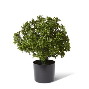 Topiary Hazel Leaf Potted (Outdoor) - 36 x 36 x 51cm by null, a Plants for sale on Style Sourcebook