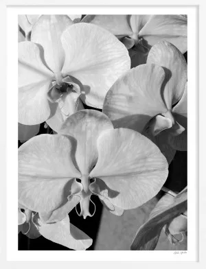 Orchid Study 1 - B&W by Adele Naidoo, a Prints for sale on Style Sourcebook