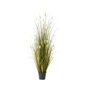 Grass Bunny Tail Potted Plant Green - 60cm x 60cm x 122cm by James Lane, a Plants for sale on Style Sourcebook