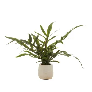 Blue Star Fern Pot 28x39cm in Green by OzDesignFurniture, a Plants for sale on Style Sourcebook