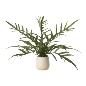 Blue Star Fern Pot 26x26cm in Green by OzDesignFurniture, a Plants for sale on Style Sourcebook