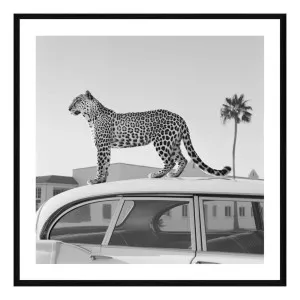 Cool Cat Framed Print in 60 x 60cm by OzDesignFurniture, a Prints for sale on Style Sourcebook