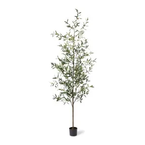 Olive Tree - 80 x 60 x 255cm by Elme Living, a Plants for sale on Style Sourcebook