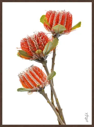 SCARLET BANKSIA TRIO by La Grolla, a Prints for sale on Style Sourcebook