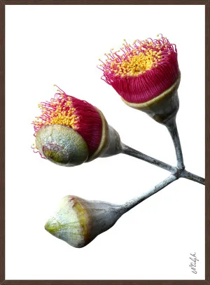 EUCALYPTUS BLOSSOMS by La Grolla, a Prints for sale on Style Sourcebook