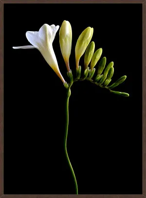 WHITE FREESIA by La Grolla, a Prints for sale on Style Sourcebook