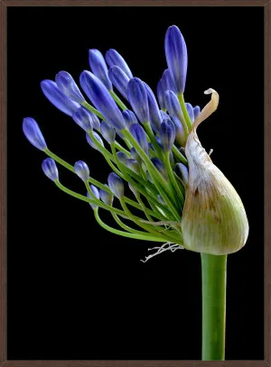 BLUE AGAPANTHUS by La Grolla, a Prints for sale on Style Sourcebook