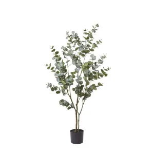 Eucalyptus Tree Green - 60cm x 50cm x 150cm by James Lane, a Plants for sale on Style Sourcebook