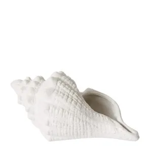 Conch Shell - 25cm x 14cm x 12cm by James Lane, a Decor for sale on Style Sourcebook