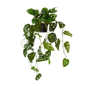 Swiss Cheese Hanging Plant Potted - 38 x 35 x 84cm by Elme Living, a Plants for sale on Style Sourcebook