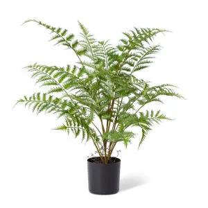 Tree Fern Plant - 60 x 60 x 60cm by null, a Plants for sale on Style Sourcebook