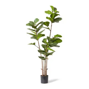 Fiddle Lush Tree - 70 x 70 x 185cm by Elme Living, a Plants for sale on Style Sourcebook