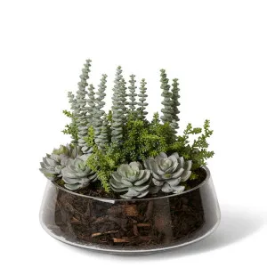 Senico Succulent Mx-Amaya Bowl - 30 x 32 x 32 cm by null, a Plants for sale on Style Sourcebook