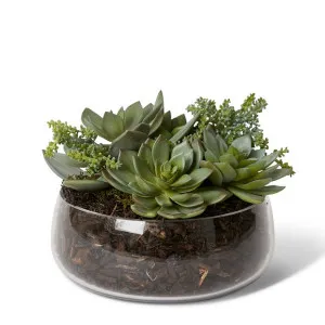 Echeveria Stem Succulent Mix - 18 x 24 x 24 cm by null, a Plants for sale on Style Sourcebook