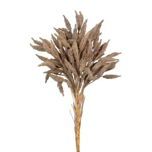 Dried Look Wheat Grass Stem 80Cm Brown by Florabelle Living, a Plants for sale on Style Sourcebook