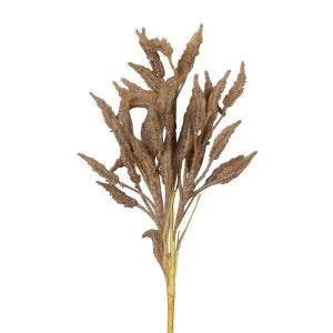 Dried Look Wheat Grass Stem 63Cm Brown by Florabelle Living, a Plants for sale on Style Sourcebook