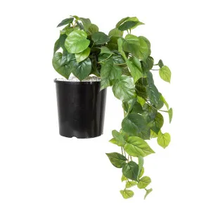 Philo Hanging Bush In Pot 40Cm by Florabelle Living, a Plants for sale on Style Sourcebook