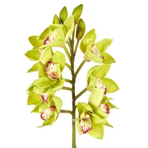 Orchid Cymbidium Spray 47cm Green by Florabelle Living, a Plants for sale on Style Sourcebook