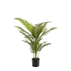 Palm Paradise in Pot 1m by Florabelle Living, a Plants for sale on Style Sourcebook