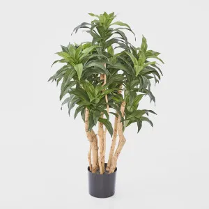 Dracaena Fragrans Tree W/251 Leaves Green by Florabelle Living, a Plants for sale on Style Sourcebook