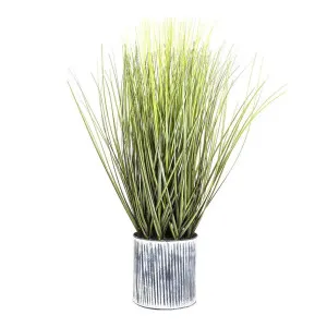 Grass in Pot 64cm by Florabelle Living, a Plants for sale on Style Sourcebook
