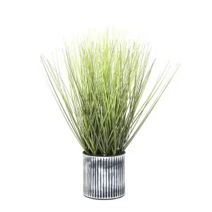 Grass in Pot 48cm by Florabelle Living, a Plants for sale on Style Sourcebook