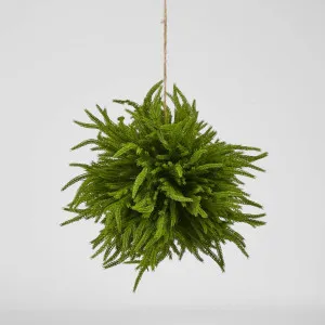 Norfolk Pine Ball Large hanging by Florabelle Living, a Plants for sale on Style Sourcebook