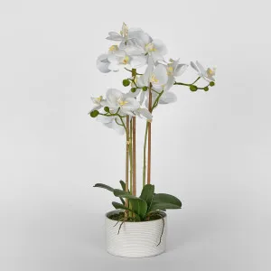 Luxe Phalaenopsis in Ribbed Bowl-3 Stems by Florabelle Living, a Plants for sale on Style Sourcebook