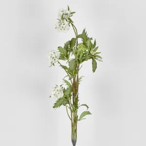 Scabiosa Spray 94cm by Florabelle Living, a Plants for sale on Style Sourcebook