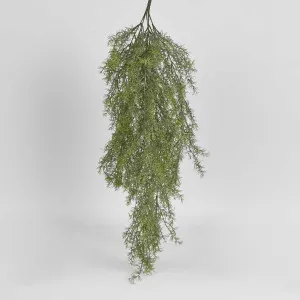 Springeri Hanging Bush by Florabelle Living, a Plants for sale on Style Sourcebook