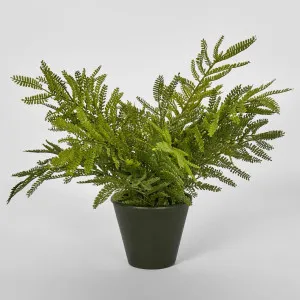 Soft Touch Fern in Black Pot by Florabelle Living, a Plants for sale on Style Sourcebook
