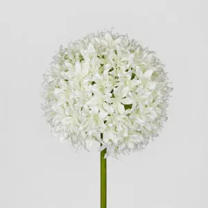 Allium Flower White by Florabelle Living, a Plants for sale on Style Sourcebook