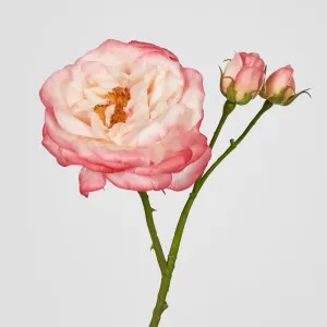 Real Touch Angelina Rose Spray Pink by Florabelle Living, a Plants for sale on Style Sourcebook