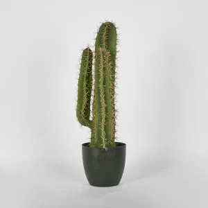 Nevada Desert Cactus 69cm by Florabelle Living, a Plants for sale on Style Sourcebook