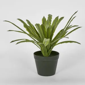 Succulent Fern 38cm by Florabelle Living, a Plants for sale on Style Sourcebook