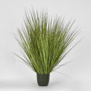 Potted Onion Grass 110cm by Florabelle Living, a Plants for sale on Style Sourcebook
