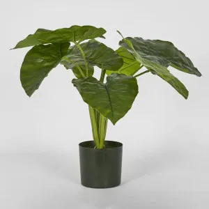 Potted Real Touch Philodendron 50cm by Florabelle Living, a Plants for sale on Style Sourcebook